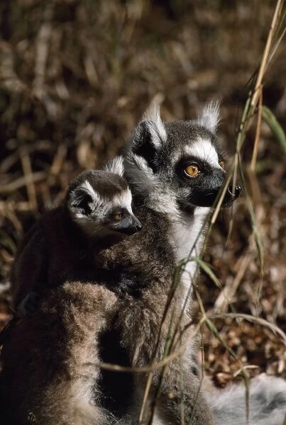 Ring-tailed Lemurs (Lemur catta), mother with baby on back resting, Berenty