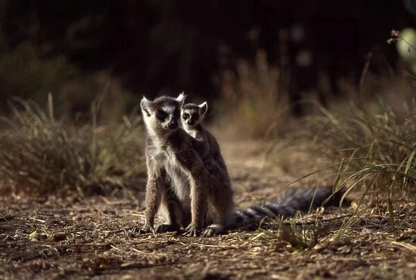 Ring-tailed Lemurs (Lemur catta), mother with baby on back resting on ground