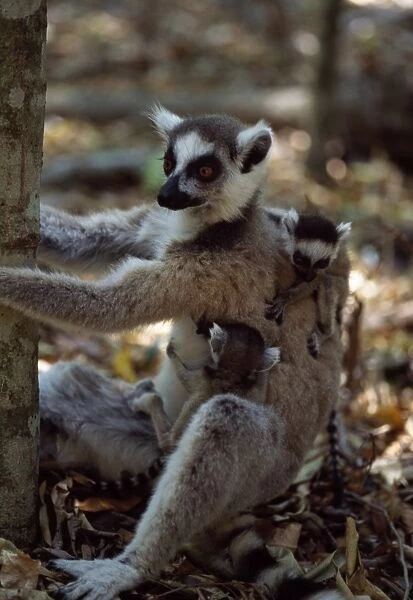Ring-tailed Lemurs (Lemur catta), mother with twin babies, Berenty, Southern Madagascar