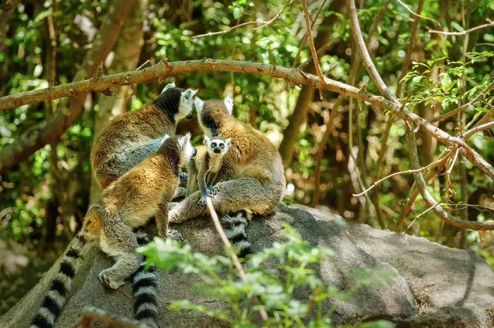 Framed Print : Ring-tailed lemurs (Lemur catta), Isalo National Park, Madagascar Framed Print : Ring-tailed lemurs (Lemur catta), Isalo National Park, Madagascar