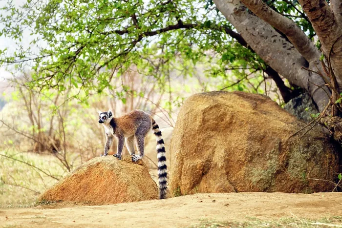 Framed Print : Ring-tailed lemurs (Lemur catta), Isalo National Park, Madagascar Framed Print : Ring-tailed lemurs (Lemur catta), Isalo National Park, Madagascar