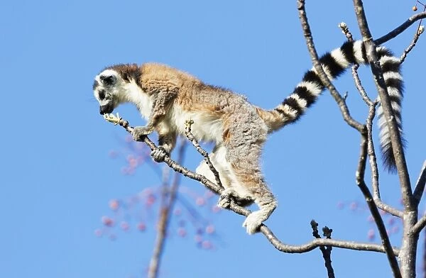 Ring tailed lemurs (Lemur catta), Anja Reserve, Ambalavao, central area, Madagascar