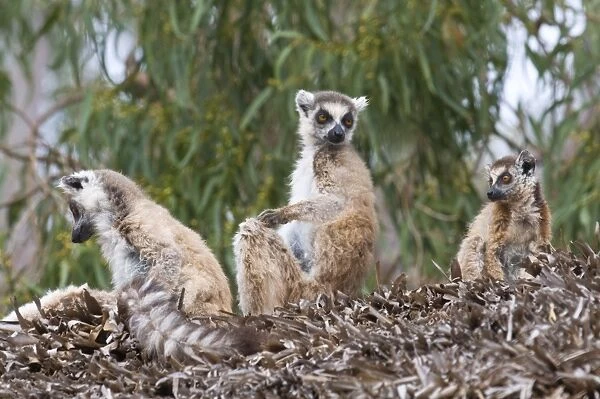 Ring-tailed Lemurs (Lemur catta), bathing in the sun, Berenty Private Reserve