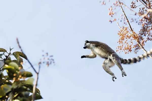 Ring tailed lemurs (Lemur catta) jumping in the trees, Anja Reserve, Ambalavao, central area
