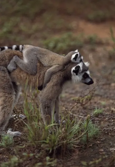Framed Print : Ring-tailed Lemurs (Lemur catta) mother with baby on back walking, Berenty Framed Print : Ring-tailed Lemurs (Lemur catta) mother with baby on back walking, Berenty