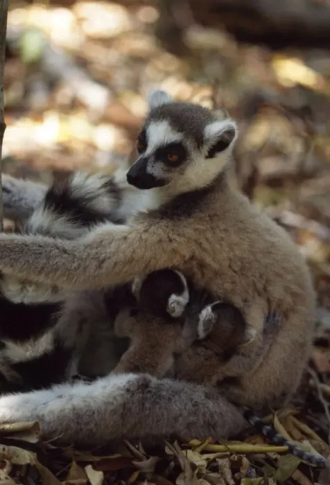 Framed Print : Ring-tailed Lemurs (Lemur catta) mother with twin babies, Berenty, Southern Madagascar Framed Print : Ring-tailed Lemurs (Lemur catta) mother with twin babies, Berenty, Southern Madagascar