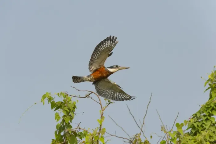 Framed Print : Ringed kingfisher (Ceryle torquata) in flight, Pantanal, Mato Grosso, Brazil, South Framed Print : Ringed kingfisher (Ceryle torquata) in flight, Pantanal, Mato Grosso, Brazil, South