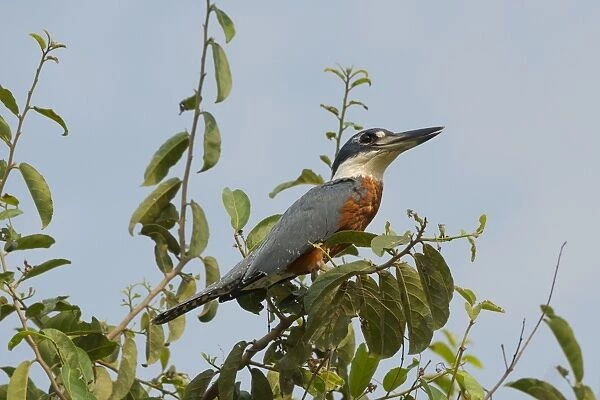 Ringed kingfisher (Ceryle torquata), Pantanal, Mato Grosso, Brazil, South America