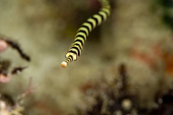 Ringed pipefish (Dunckerocampus dactyliophorus), grows to 18cm, Indo-Pacific waters, Philippines, Southeast Asia, Asia