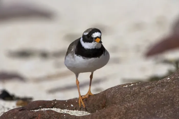 Framed Print : Ringed plover Framed Print : Ringed plover