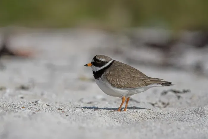 Framed Print : Ringed plover Framed Print : Ringed plover