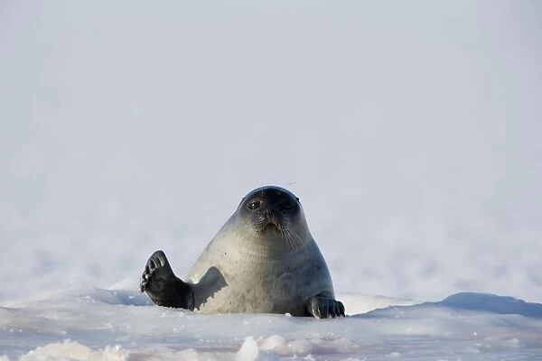 Ringed seal (Phoca hispida), Billefjord, Svalbard, Spitzbergen, Arctic