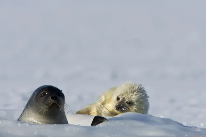 Framed Print : Ringed seal (Phoca hispida) with pup, Billefjord, Svalbard, Spitzbergen Framed Print : Ringed seal (Phoca hispida) with pup, Billefjord, Svalbard, Spitzbergen