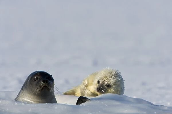 Ringed seal (Phoca hispida) with pup, Billefjord, Svalbard, Spitzbergen