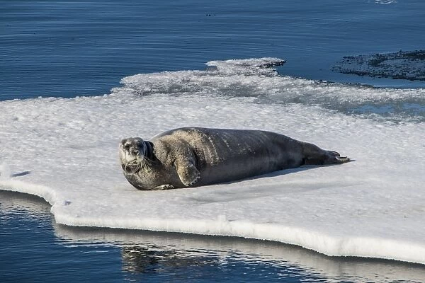 Ringed seal (Pusa hispida) lying on an ice floe, Arctic shelf, Svalbard, Arctic