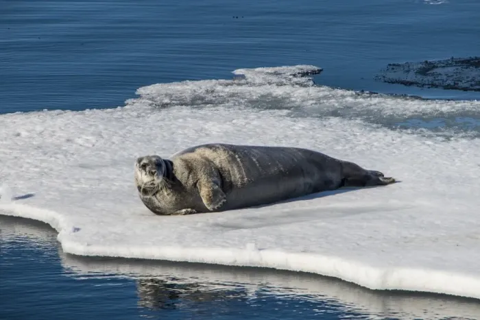 Framed Print : Ringed seal (Pusa hispida) lying on an ice floe, Arctic shelf, Svalbard, Arctic Framed Print : Ringed seal (Pusa hispida) lying on an ice floe, Arctic shelf, Svalbard, Arctic