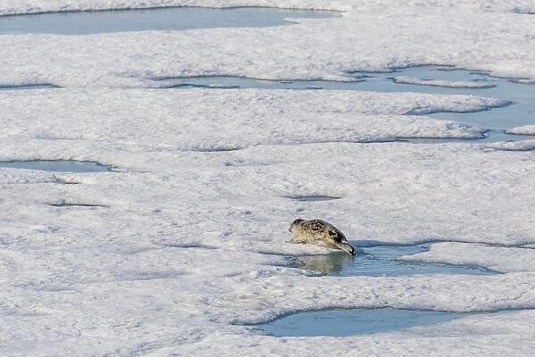 A ringed seal (Pusa hispida) near its breathing hole in Storfjorden, Svalbard, Norway, Scandinavia, Europe