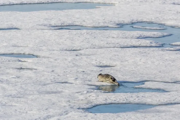 Framed Print : A ringed seal (Pusa hispida) near its breathing hole in Storfjorden, Svalbard, Norway, Scandinavia, Europe Framed Print : A ringed seal (Pusa hispida) near its breathing hole in Storfjorden, Svalbard, Norway, Scandinavia, Europe
