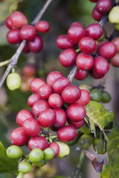 Ripe coffee berries