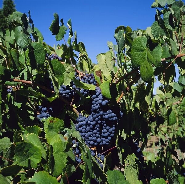 Ripe grapes on vine