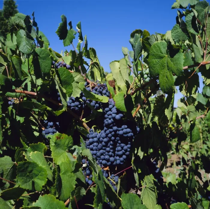 Framed Print : Ripe grapes on vine Framed Print : Ripe grapes on vine