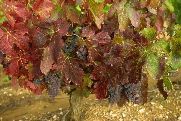 Ripe grapes on the vine, near Avignon, Vaucluse, Provence, France, Europe