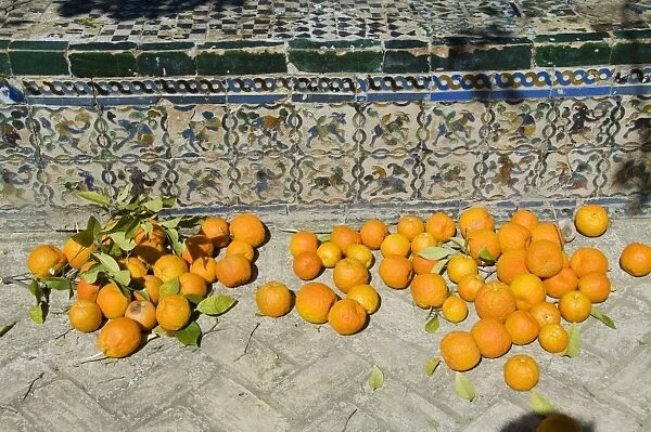 Ripe oranges removed from trees in the gardens of the Real Alcazar