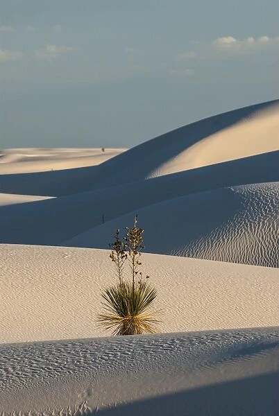 Rippled gypsum, sand dunes in the White Sands National Monument, New Mexico, United States of America, North America