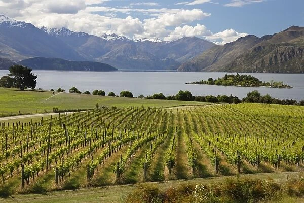 Rippon Vineyard on Lake Wanaka, Wanaka, Otago, South Island, New Zealand, Pacific