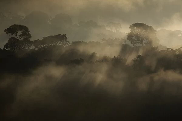 Rising rainforest mist, Peru, South America