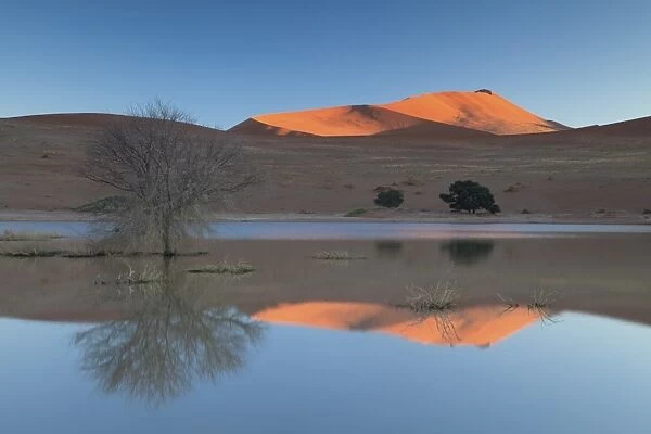 Rising sun catching the summit of towering orange sand dunes with reflections in the flooded pan of Sossusvlei caused by rare heavy rainfall, Namib Desert near Sesriem, Namib Naukluft Park, Namibia, Africa