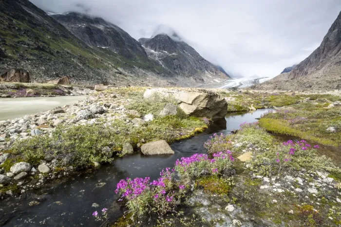 Framed Print : River beauties (dwarf fireweed) line the edge of a melt-water river from Igdlorssuit Framed Print : River beauties (dwarf fireweed) line the edge of a melt-water river from Igdlorssuit