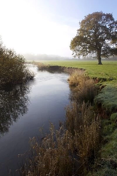 River Culm, Culm Valley, Devon, England, United Kingdom, Europe