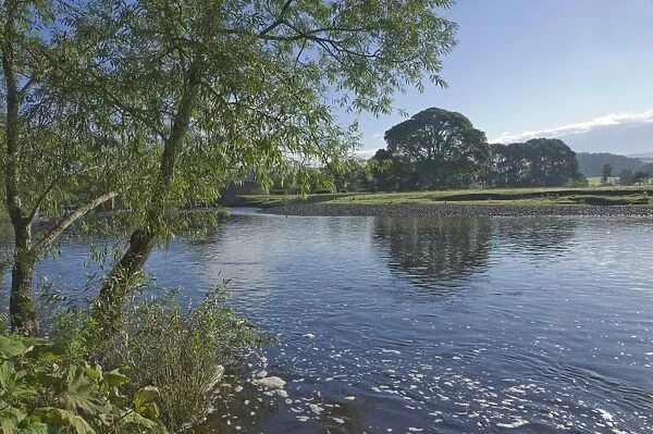 The River Eden near Lazonby, Eden Valley, Cumbria, England, United Kingdom, Europe
