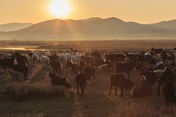 River, ger and backlit herd of goats and sheep at sunrise in summer, with distant mist