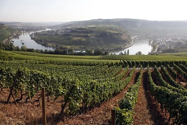 River Mosel and vineyards near Grevenmacher, Mosel Valley, Luxembourg, Europe