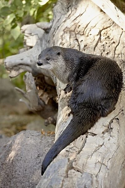 River otter (Lutra canadensis) in captivity, Arizona Sonora Desert Museum
