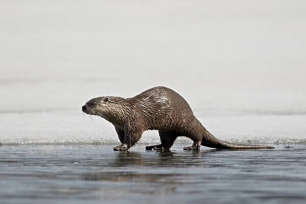 River Otter (Lutra canadensis) on frozen Yellowstone Lake, Yellowstone National Park, Wyoming, United States of America, North America