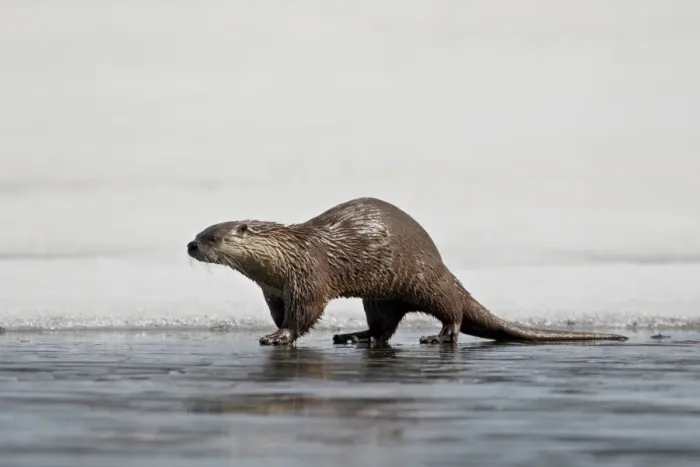 Framed Print : River Otter (Lutra canadensis) on frozen Yellowstone Lake, Yellowstone National Park, Wyoming, United States of America, North America Framed Print : River Otter (Lutra canadensis) on frozen Yellowstone Lake, Yellowstone National Park, Wyoming, United States of America, North America