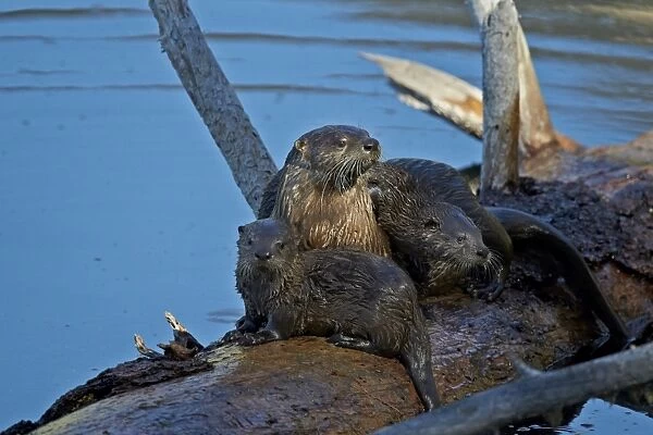 River otter (Lutra canadensis) mother and two pups, Yellowstone National Park, Wyoming, United States of America, North America
