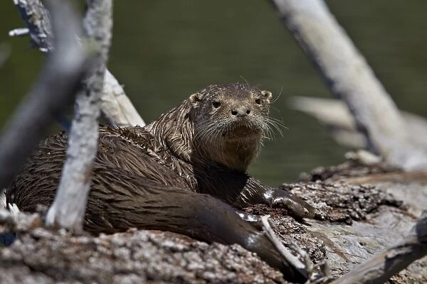 River otter (Lutra canadensis), Yellowstone National Park, Wyoming, United States of America, North America