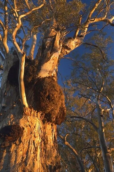 River red gum tree, Hattah-Kulkyne National Park, Victoria, Australia, Pacific