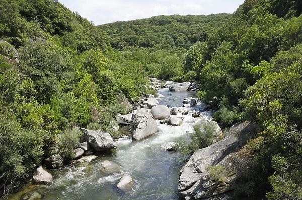 River Taravo flowing down from Corsicas National Park (Parc Naturel Regional de Corse) through Mediterranean forest, Corsica, France, Europe