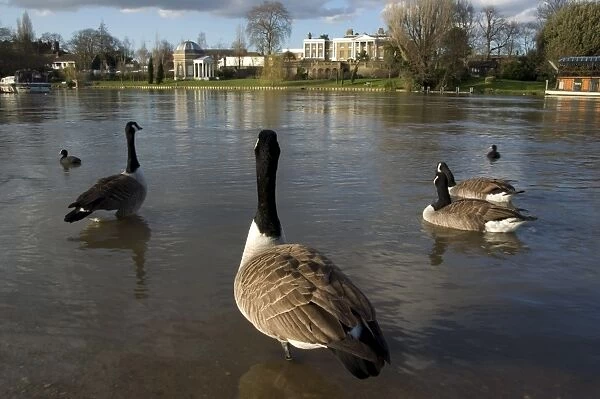 River Thames with geese, Molesey, Surrey, England, United Kingdom, Europe