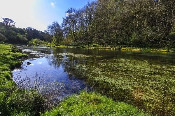River weed and marsh marigolds (Caltha Palustris) of Lathkill Dale in spring, Peak District National Park, Derbyshire, England, United Kingdom, Europe