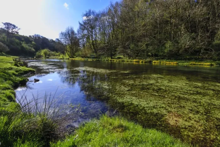 Framed Print : River weed and marsh marigolds (Caltha Palustris) of Lathkill Dale in spring, Peak District National Park, Derbyshire, England, United Kingdom, Europe Framed Print : River weed and marsh marigolds (Caltha Palustris) of Lathkill Dale in spring, Peak District National Park, Derbyshire, England, United Kingdom, Europe