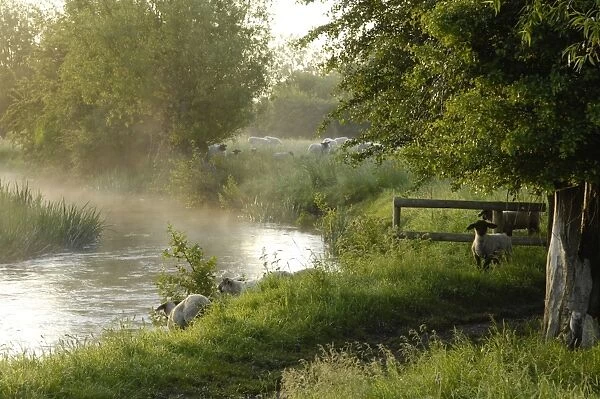 The River Windrush near Burford, Oxfordshire, The Cotswolds, England, United Kingdom