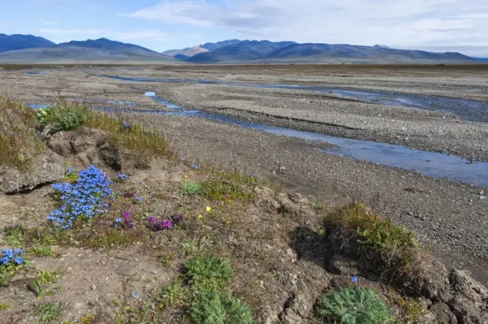 Framed Print : Riverbed near Doubtful village, Wrangel Island, UNESCO World Heritage Site, Chuckchi Sea, Chukotka, Russian Far East, Russia, Eurasia Framed Print : Riverbed near Doubtful village, Wrangel Island, UNESCO World Heritage Site, Chuckchi Sea, Chukotka, Russian Far East, Russia, Eurasia
