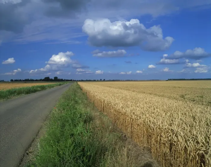 Framed Print : Road beside a corn field on fenland near Peterborough, Cambridgeshire, England Framed Print : Road beside a corn field on fenland near Peterborough, Cambridgeshire, England