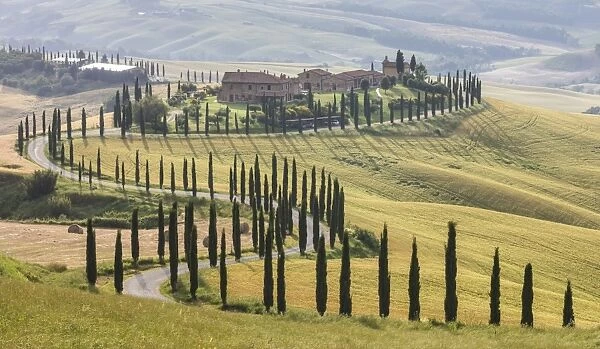 The road curves in the green hills surrounded by cypresses, Crete Senesi (Senese Clays)